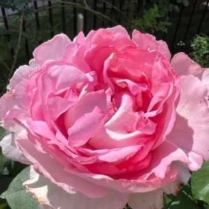 Yves Clair Rose Live Plant - Fragrant Light Pink Double Petals - Repeat Bloomer for Gardens - Image 1