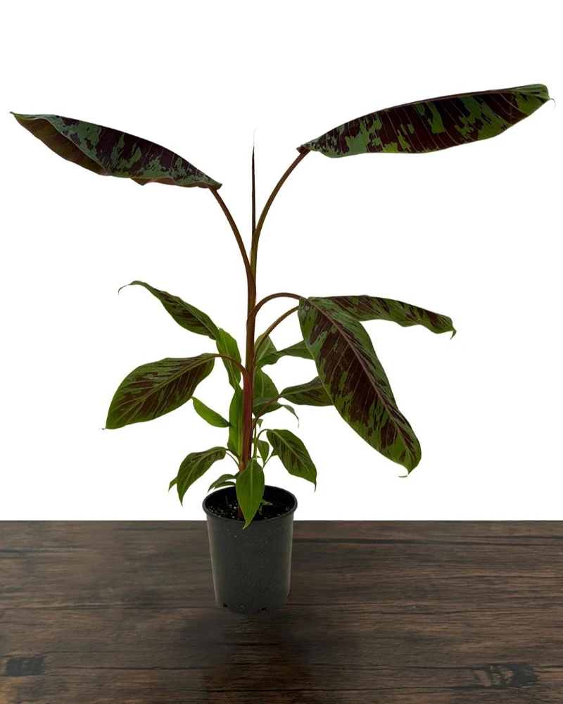 Zebrina Blood Banana Live Plant - 1 Gallon Tropical Houseplant or Landscape - Image 2