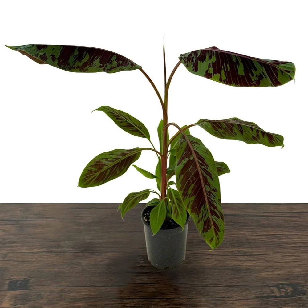 Zebrina Blood Banana Live Plant - 1 Gallon Tropical Houseplant or Landscape - Image 3