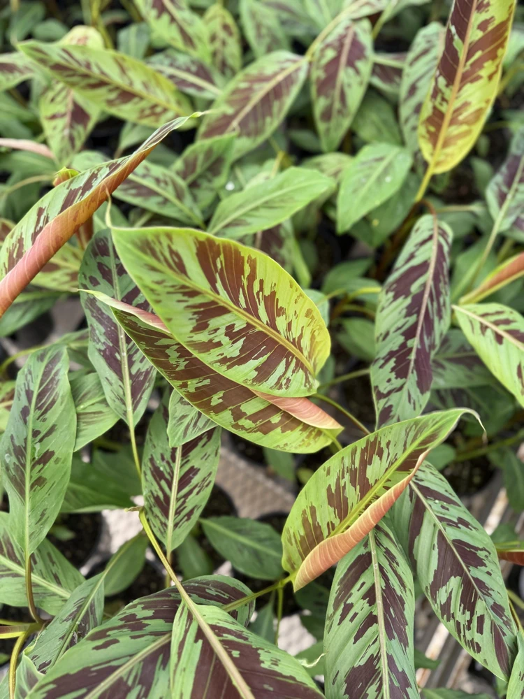 Zebrina Blood Banana Live Plant - 1 Gallon Tropical Houseplant or Landscape - Image 6