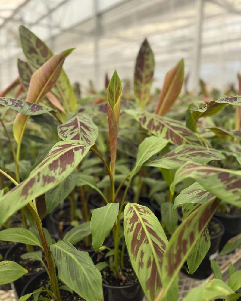Zebrina Blood Banana Live Plant - 1 Gallon Tropical Houseplant or Landscape - Image 7