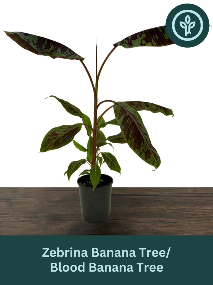 Zebrina Blood Banana Live Plant - 1 Gallon Tropical Houseplant or Landscape - Image 1