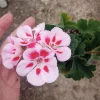 Zonal Geranium Live Plant – 6 Inch Pot – Vibrant Blooms for Patio & Garden - Image 1