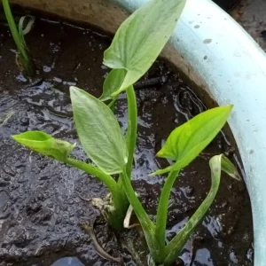 1 Broadleaf Arrowhead Live Plant - Sagittaria Latifolia Edible Aquatic Pond Plant - Image 10