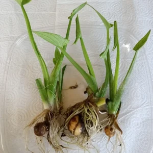 1 Broadleaf Arrowhead Live Plant - Sagittaria Latifolia Edible Aquatic Pond Plant - Image 2