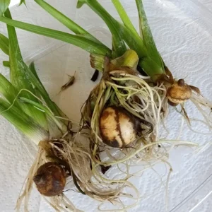 1 Broadleaf Arrowhead Live Plant - Sagittaria Latifolia Edible Aquatic Pond Plant - Image 3