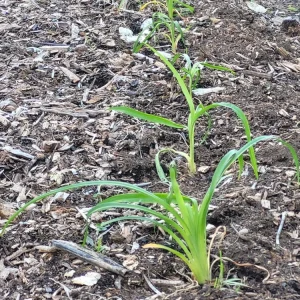1 Large Orange Daylily Live Rooted Perennial Plant - Ready to Grow Outdoor - Image 2
