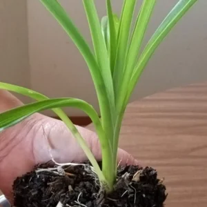 1 Large Orange Daylily Live Rooted Perennial Plant - Ready to Grow Outdoor - Image 3