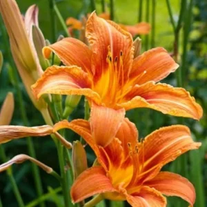 1 Large Orange Daylily Live Rooted Perennial Plant - Ready to Grow Outdoor - Image 1