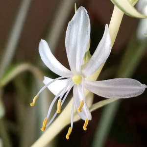1 Variegated Spider Plant Pup - Chlorophytum Comosum Live Indoor Plant - Image 10