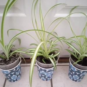 1 Variegated Spider Plant Pup - Chlorophytum Comosum Live Indoor Plant - Image 11