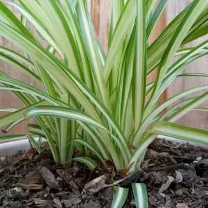 1 Variegated Spider Plant Pup - Chlorophytum Comosum Live Indoor Plant - Image 2