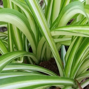 1 Variegated Spider Plant Pup - Chlorophytum Comosum Live Indoor Plant - Image 3