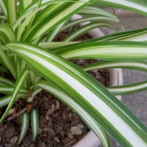 1 Variegated Spider Plant Pup - Chlorophytum Comosum Live Indoor Plant - Image 4