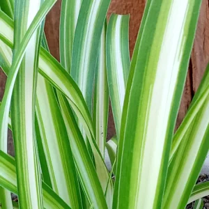 1 Variegated Spider Plant Pup - Chlorophytum Comosum Live Indoor Plant - Image 5