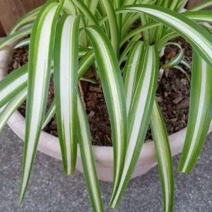 1 Variegated Spider Plant Pup - Chlorophytum Comosum Live Indoor Plant - Image 6