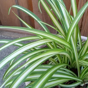 1 Variegated Spider Plant Pup - Chlorophytum Comosum Live Indoor Plant - Image 7