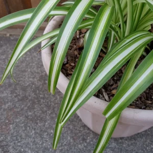 1 Variegated Spider Plant Pup - Chlorophytum Comosum Live Indoor Plant - Image 8