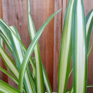 1 Variegated Spider Plant Pup - Chlorophytum Comosum Live Indoor Plant - Image 9