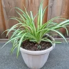 1 Variegated Spider Plant Pup - Chlorophytum Comosum Live Indoor Plant - Image 1