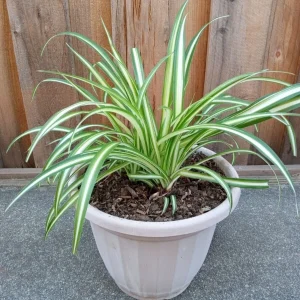 1 Variegated Spider Plant Pup - Chlorophytum Comosum Live Indoor Plant - Image 1