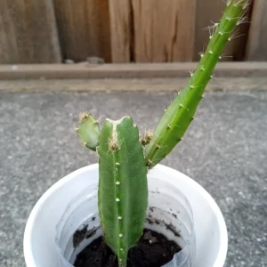 1 Yellow Dragon Fruit Live Plant - Palora Variety Evergreen Cacti Cutting - Image 2