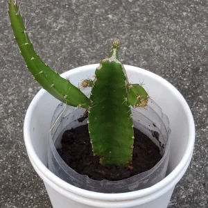 1 Yellow Dragon Fruit Live Plant - Palora Variety Evergreen Cacti Cutting - Image 3