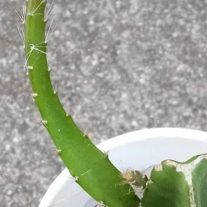 1 Yellow Dragon Fruit Live Plant - Palora Variety Evergreen Cacti Cutting - Image 4