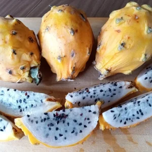 1 Yellow Dragon Fruit Live Plant - Palora Variety Evergreen Cacti Cutting - Image 6