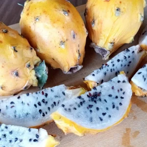 1 Yellow Dragon Fruit Live Plant - Palora Variety Evergreen Cacti Cutting - Image 7