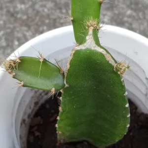 1 Yellow Dragon Fruit Live Plant - Palora Variety Evergreen Cacti Cutting - Image 1