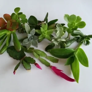 10 Assorted Succulent Cuttings Colorful Varieties Live Plant Indoor/Outdoor - Image 2