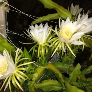 10 Organic Pink Flesh Dragon Fruit Live Cacti Cuttings 8+