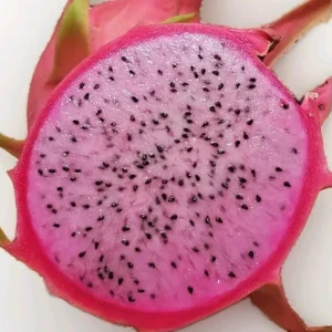 10 Organic Pink Flesh Dragon Fruit Live Cacti Cuttings 8+" - Outdoor Climbing Cactus - Image 1