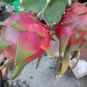 10 Organic Pink Flesh Dragon Fruit Live Cacti Cuttings 8+