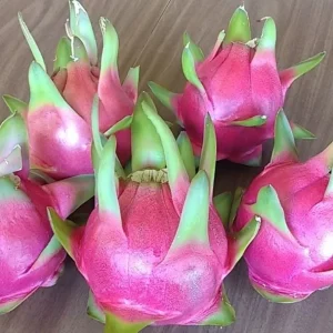 10 Organic Pink Flesh Dragon Fruit Live Cacti Cuttings 8+