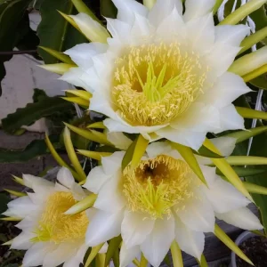 10 Organic White Flesh Dragon Fruit Cacti Cuttings - 8