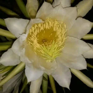 10 Organic White Flesh Dragon Fruit Cacti Cuttings - 8
