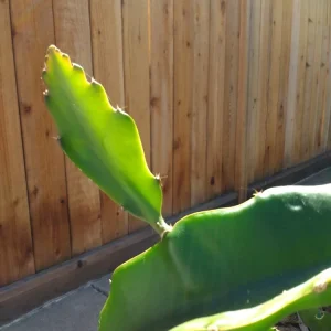 10 Organic White Flesh Dragon Fruit Cacti Cuttings - 8