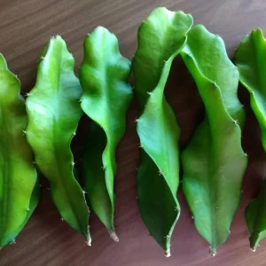 10 Organic White Flesh Dragon Fruit Cacti Cuttings - 8