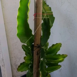 10 Organic White Flesh Dragon Fruit Cacti Cuttings - 8
