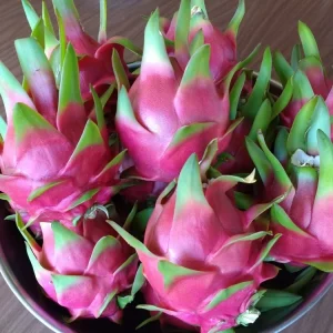 10 Organic White Flesh Dragon Fruit Cacti Cuttings - 8