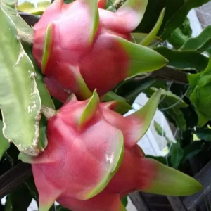 10 Organic White Flesh Dragon Fruit Cacti Cuttings - 8