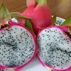 10 Organic White Flesh Dragon Fruit Cacti Cuttings - 8"+ Live Plant Outdoor - Image 1