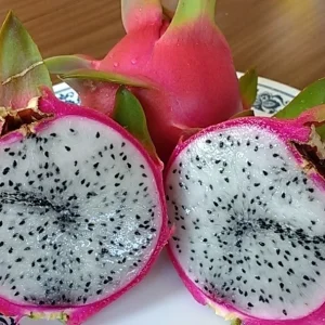 10 Organic White Flesh Dragon Fruit Cacti Cuttings - 8