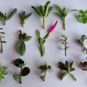 15 Assorted Succulent Cuttings - Live Colorful Varieties for Indoor/Outdoor - Image 2