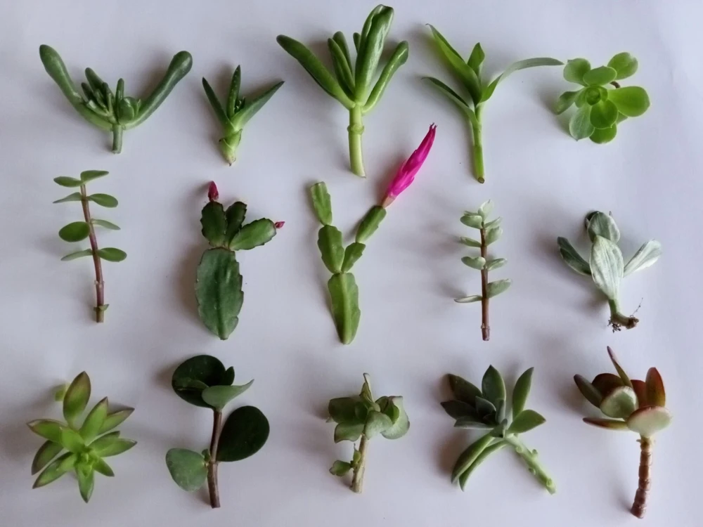 15 Assorted Succulent Cuttings - Live Colorful Varieties for Indoor/Outdoor - Image 2