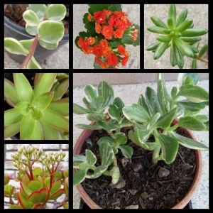 15 Assorted Succulent Cuttings - Live Colorful Varieties for Indoor/Outdoor - Image 3