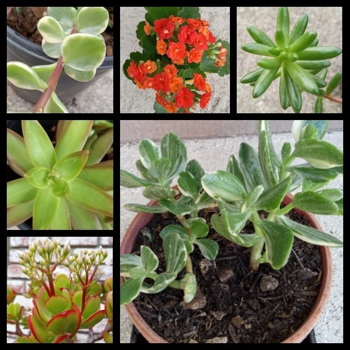 15 Assorted Succulent Cuttings - Live Colorful Varieties for Indoor/Outdoor - Image 3