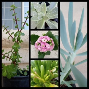 15 Assorted Succulent Cuttings - Live Colorful Varieties for Indoor/Outdoor - Image 4